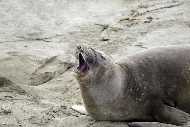 Close up Solo Leopard Seal Lying on Sand.