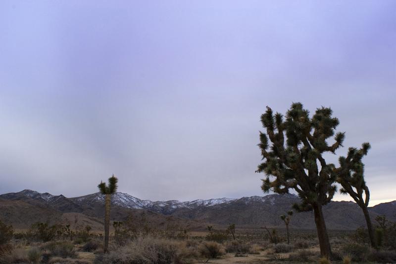 Trees and Grasses at Joshua Tree National Park in Extensive View. Isolated on Lighter Blue Violet Sky Background.