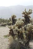 Plenty Cactus Plants at Cholla Cactus Garden with Foggy Mountain Afar.