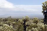 Various Cactus Plants at Cholla Cactus Garden. Isolated on Lighter Blue and White Sky Background.