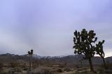 Trees and Grasses at Joshua Tree National Park in Extensive View. Isolated on Lighter Blue Violet Sky Background.