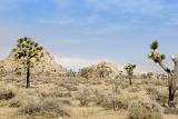 Typical View at Josua Tree National Park with Grassy Landscape and Tress. Isolated on Light Sky Background.