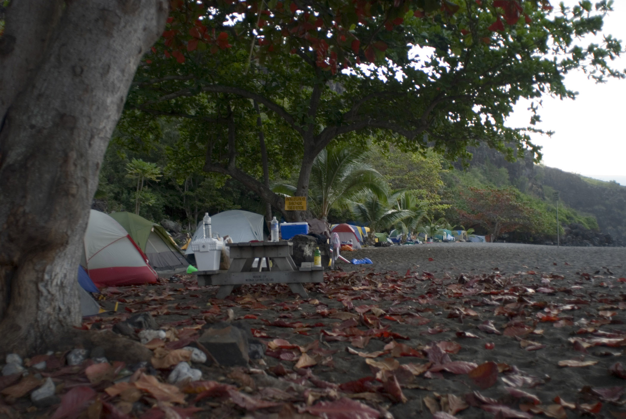 an image of Tourists with their Camp Tents Under Huge Trees at Ho'Okena Beach Park in Hawaii