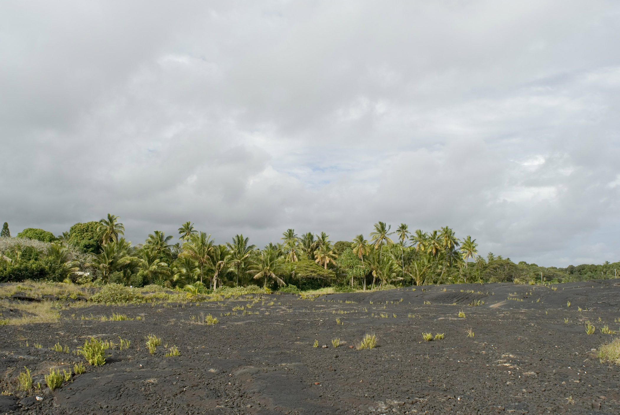 an image of Green Plants Growing at Kalapana Lava Field Isolated on Lighter Gray Clouds Background.