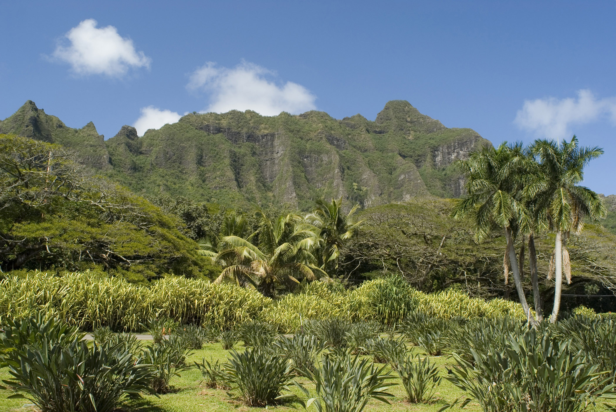 an image of Beautiful View of Koolau Mountain Range in Extensive View. Surrounded by Grasses, Plants and Trees on Light Blue Sky Background.