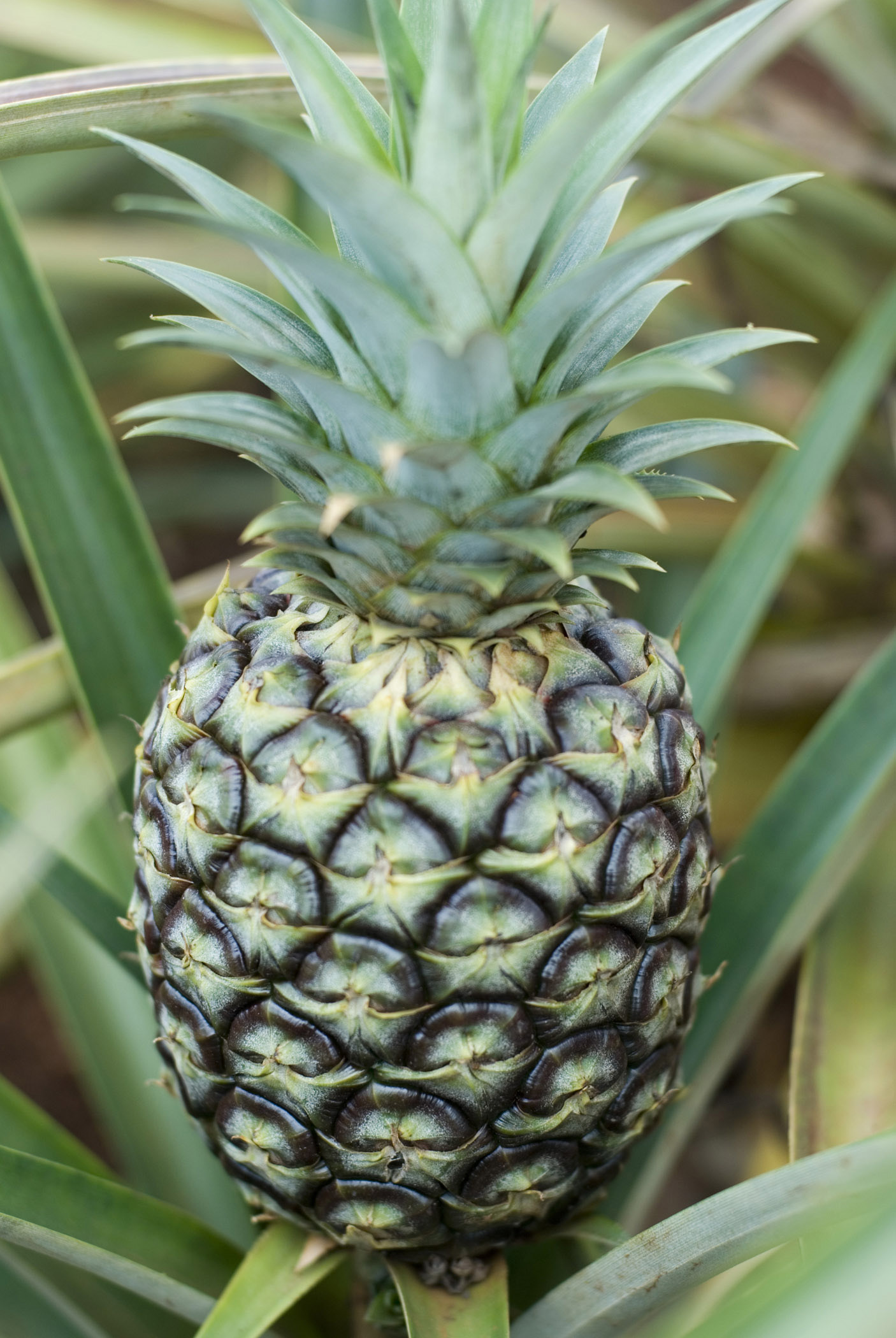 an image of Close up high angle view of a large fresh tropical pineapple growing on a plant amongst sword-like leaves
