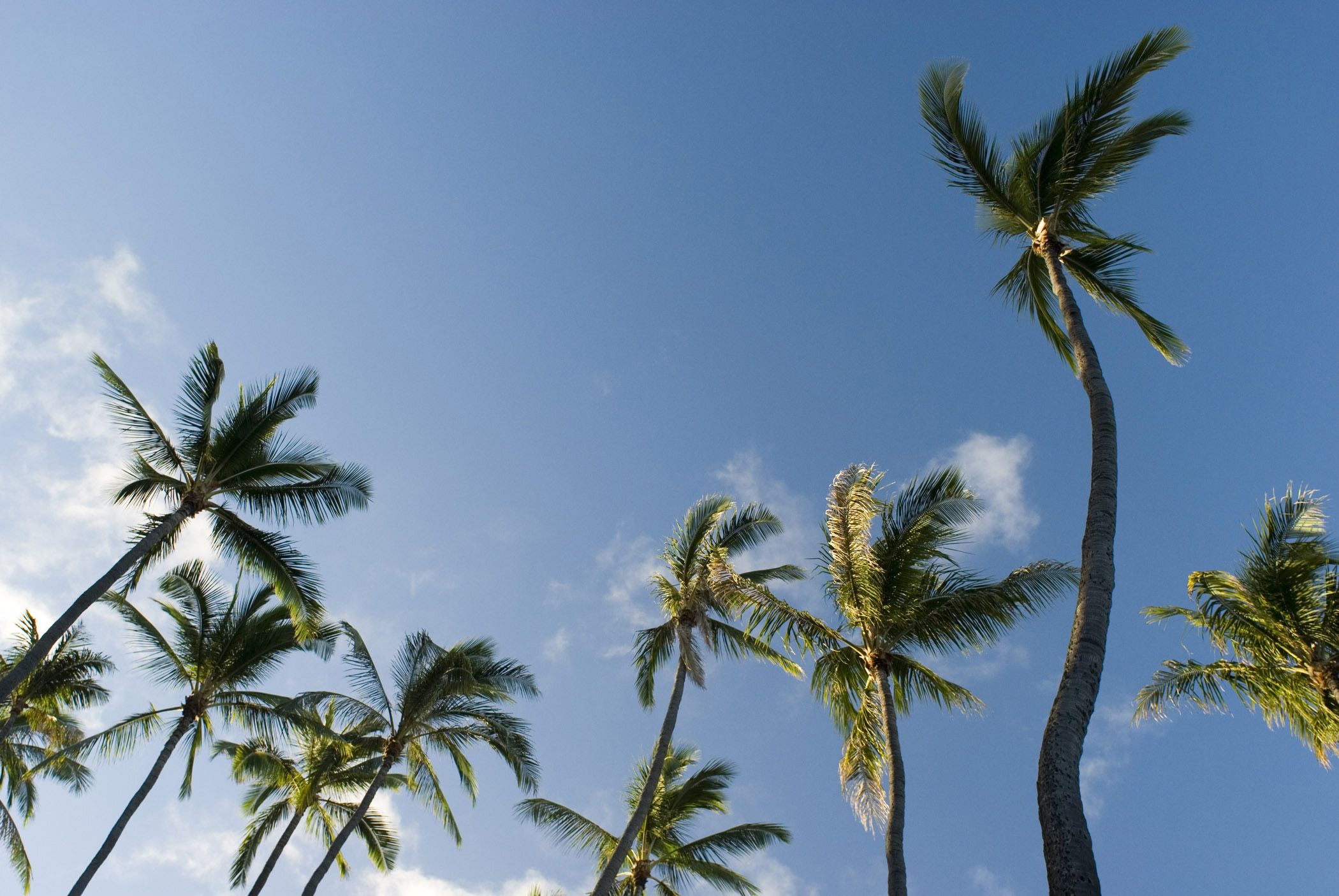 an image of Plenty Tall Palm Trees on Lighter Blue Gray Sky Background in Worms Eye View