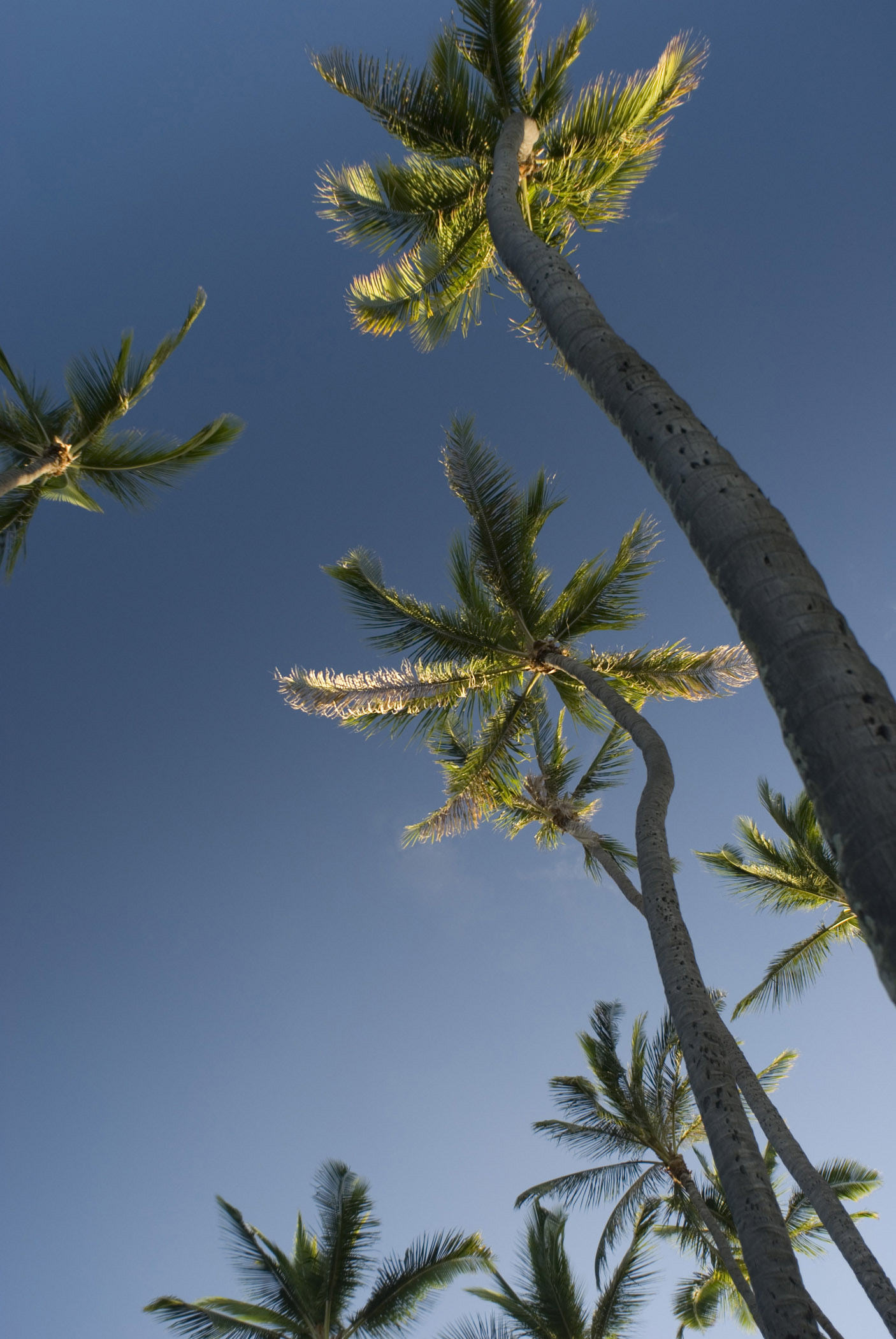 an image of Plenty Tall Long Palm Trees in Worms Eye View. Isolated on Blue Sky Background.