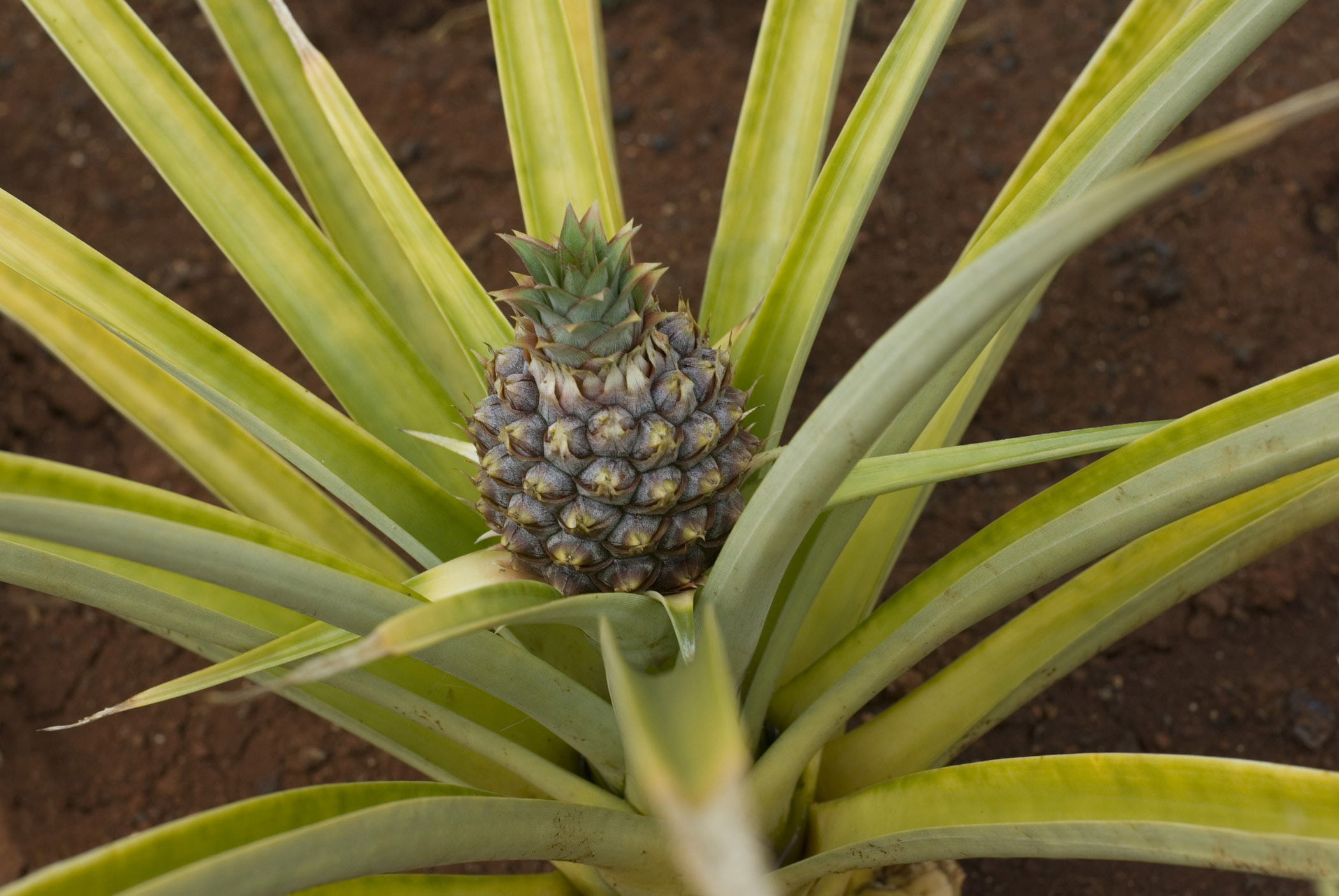 an image of Close up Small Pineapple Fruit Growing with Long Slim Thick Leaves.