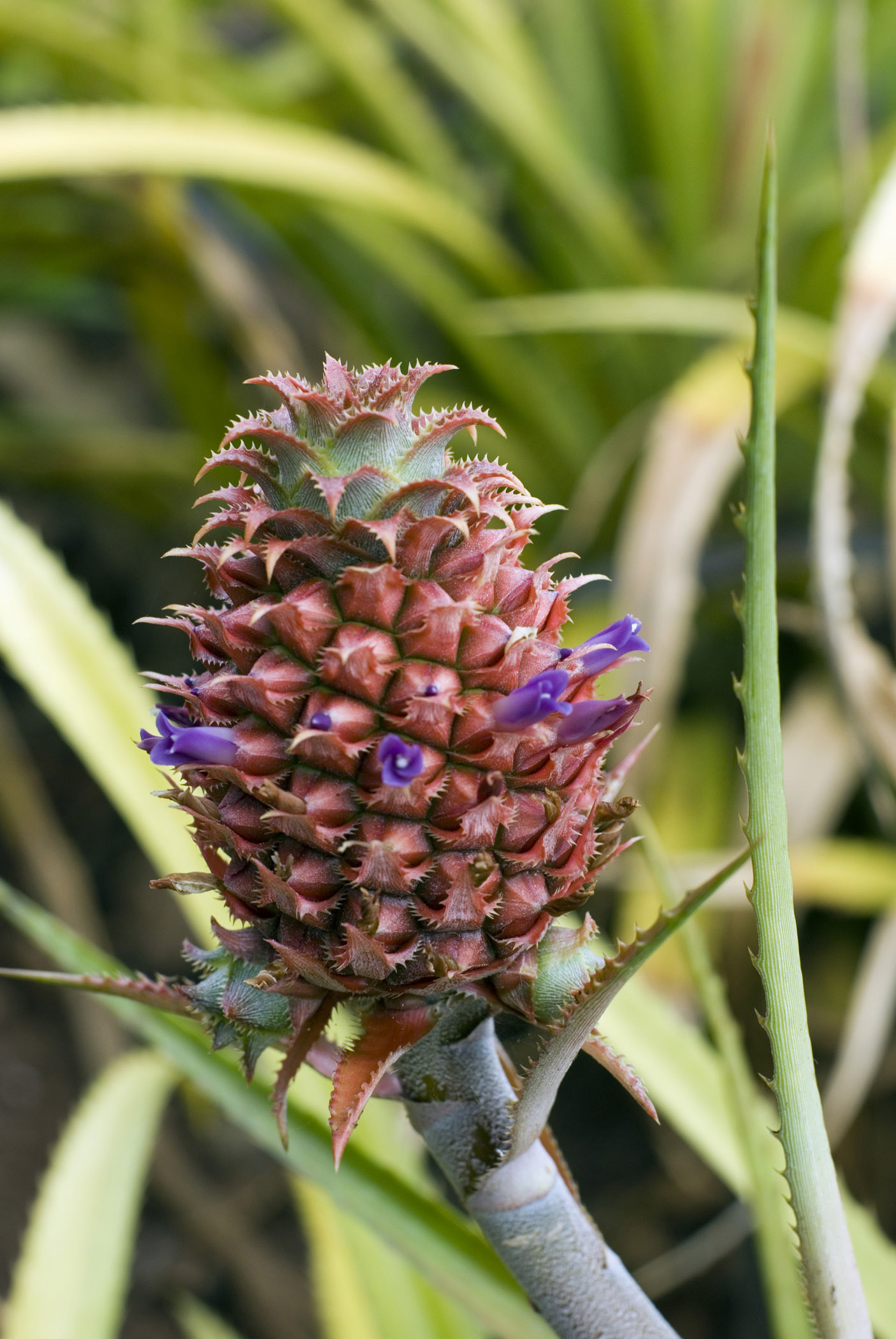 an image of Close up view of a young tropical pineapple growing on a plant surrounded by foliage