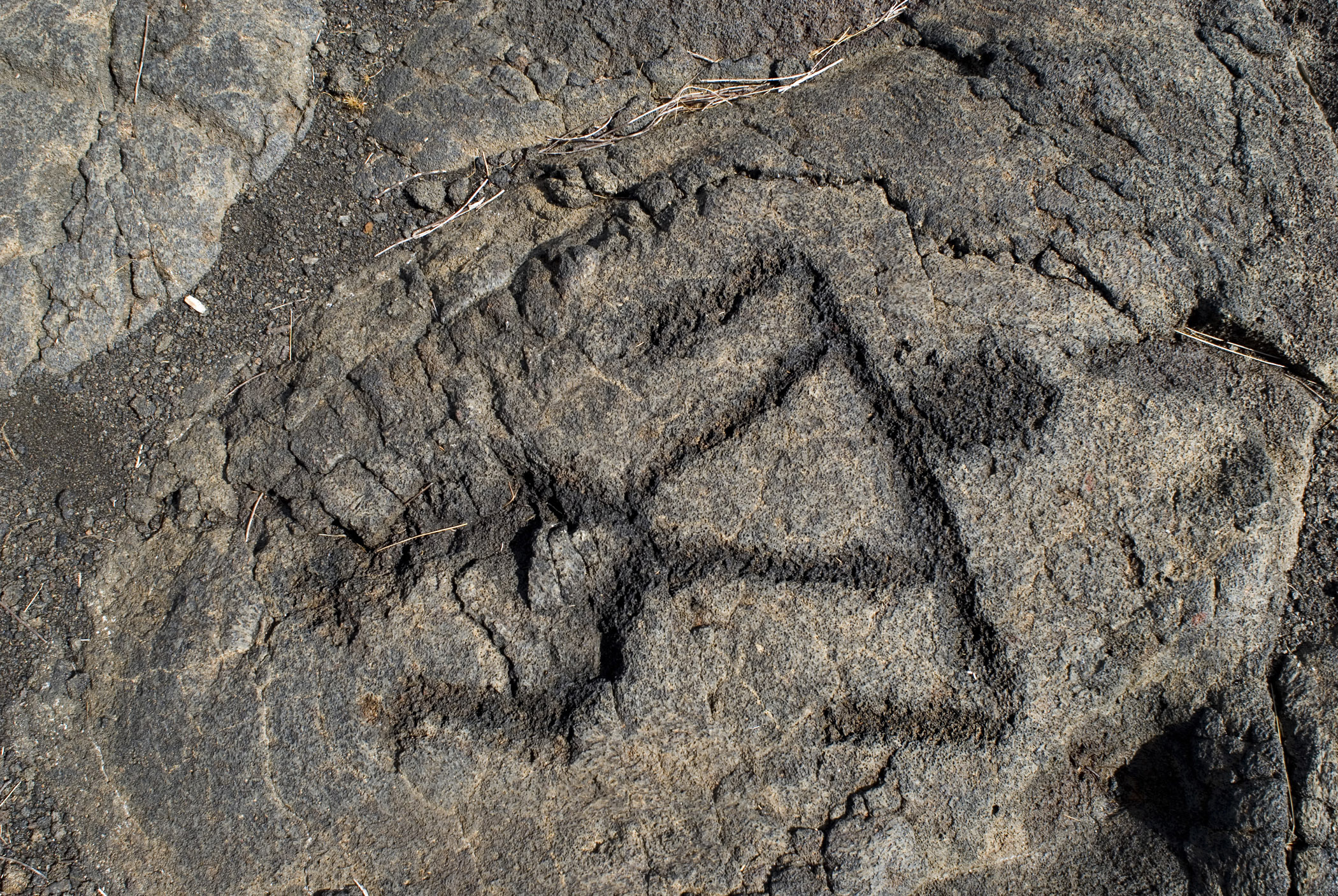 an image of Puu Loa Petroglyphs detail showing the traditional rudimentary carvings in the igneous rock of the solidified lava, Hawaii