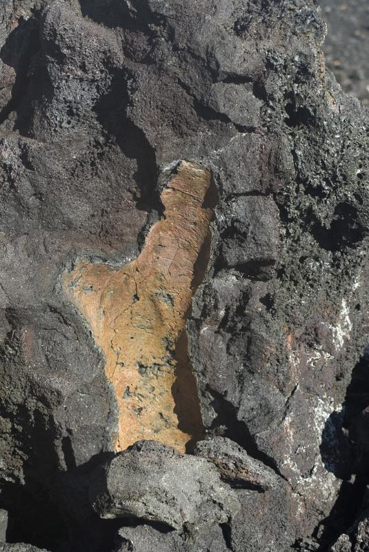 Petrefied remnants of a tree caught in a lava flow with the vulcanized wood visible in the volcanic igneous rock