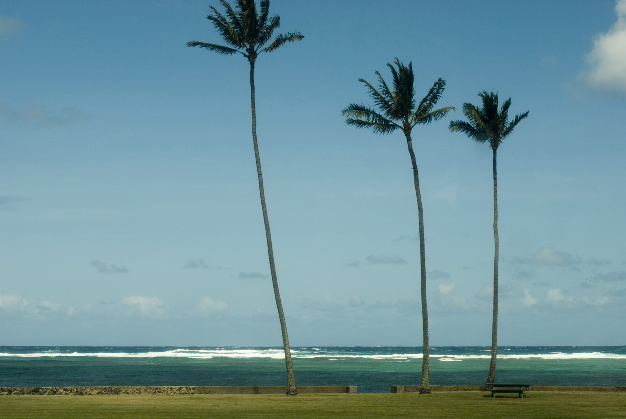 an image of Three Coconut Trees In Front Beautiful Beach Isolated on Light Blue Sky Background.