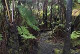 Pathway at Hawaiian Tropical Rainforest with Plants and Trees on Sides.