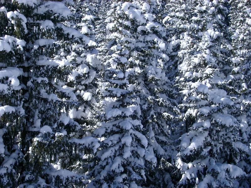 Close up Plenty Tall Pine Trees Covered with Snow During Winter Holiday Season.