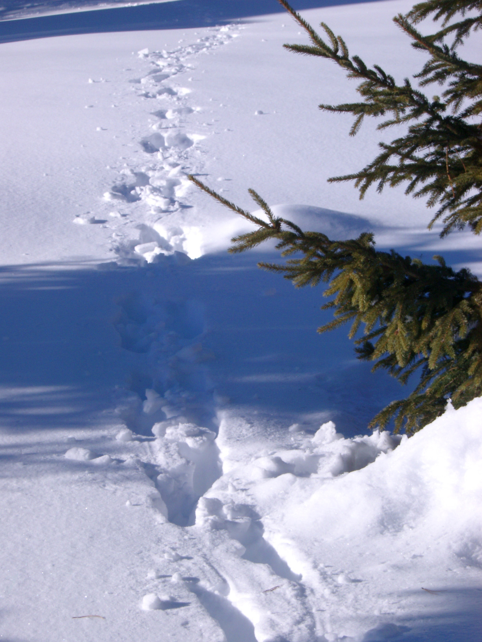 an image of Close up Path Trails on Snow Field with Fir Tree on Side During Winter Holiday Season