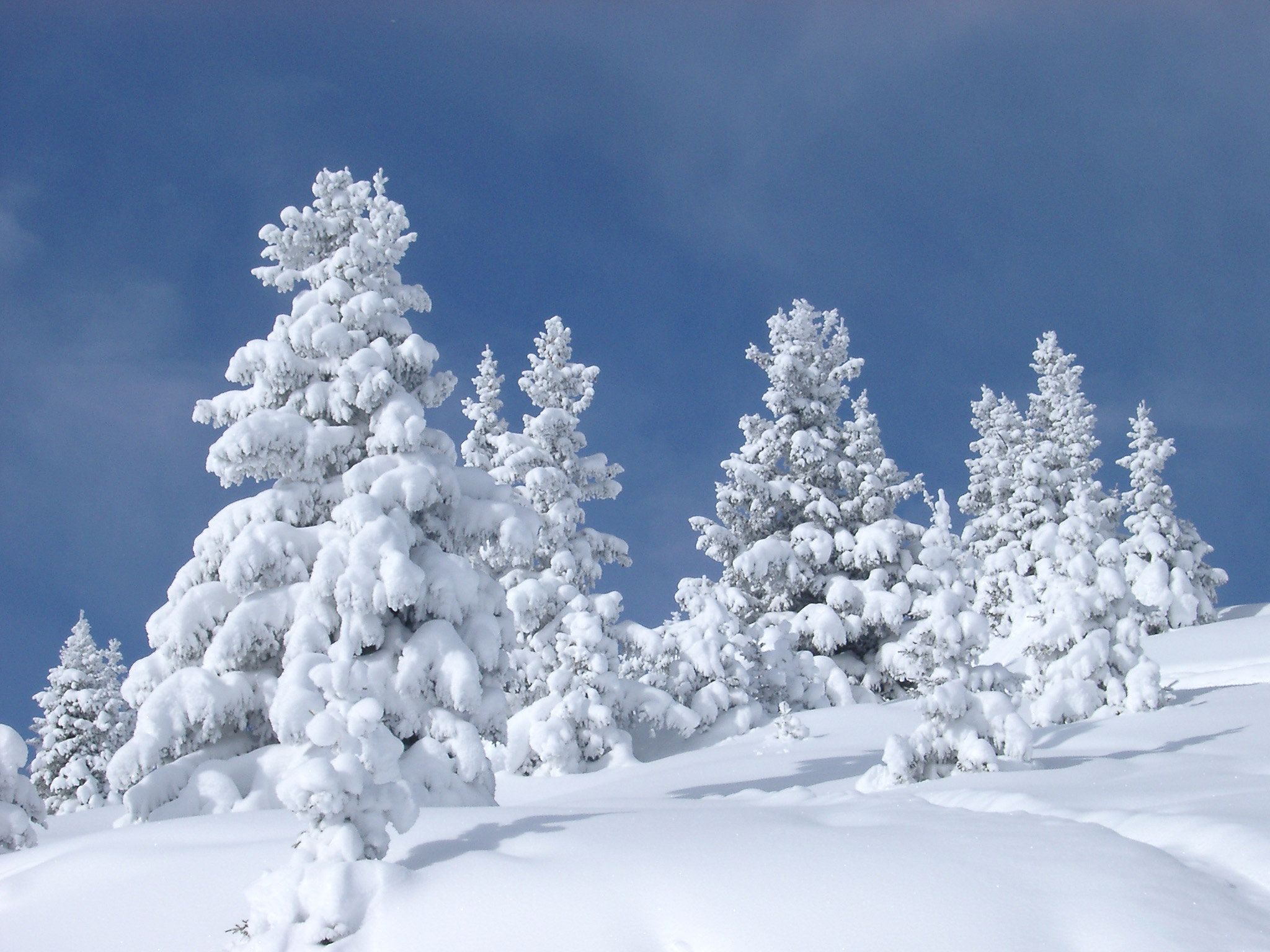 an image of Attractive Fir Trees Covered with Snow During Winter Holiday Season on Lighter Blue Gray Sky Background.